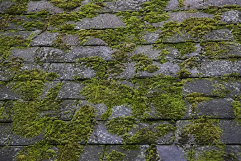Toiture en ardoise avec importante couverture de mousse, signe de besoin d'entretien toiture ardoise.