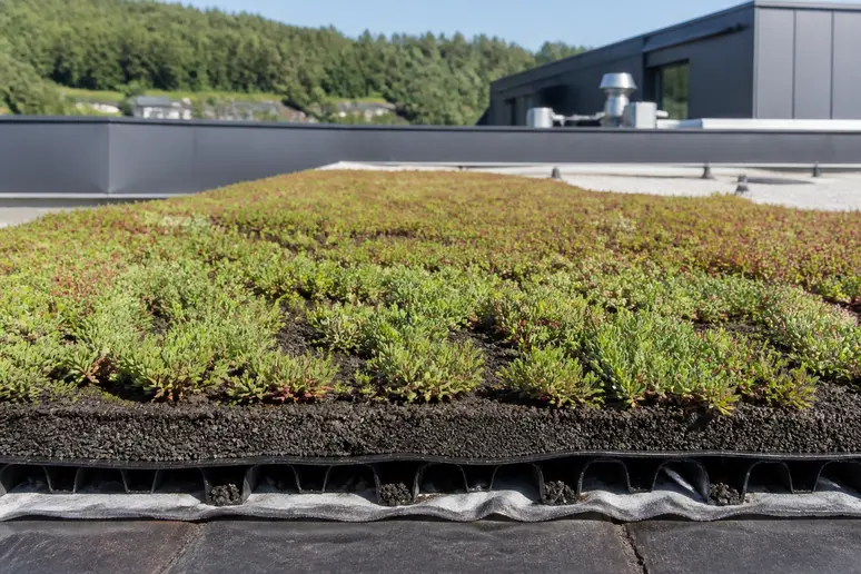 Couverture végétale en cours de développement sur un toit plat lors de la phase de suivi