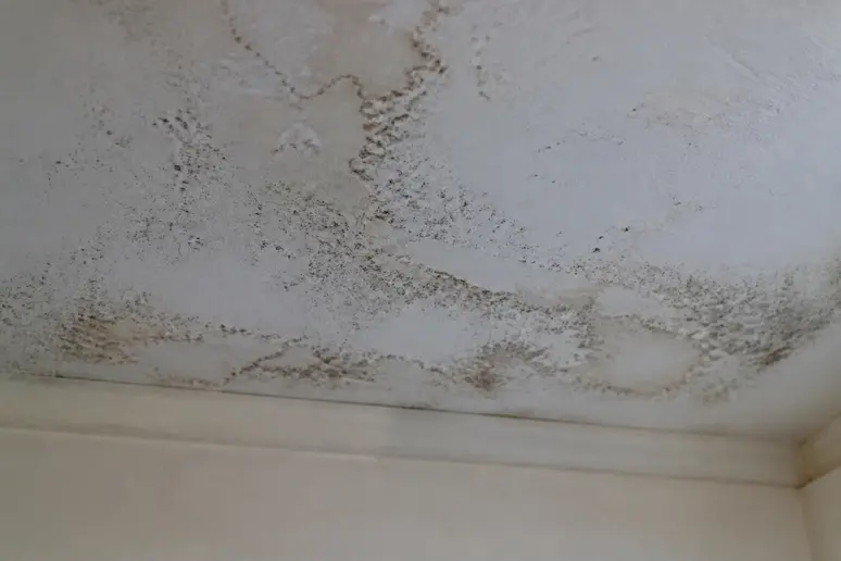 Taches de moisissure sur un plafond, signe d'une fuite toiture forte pluie.