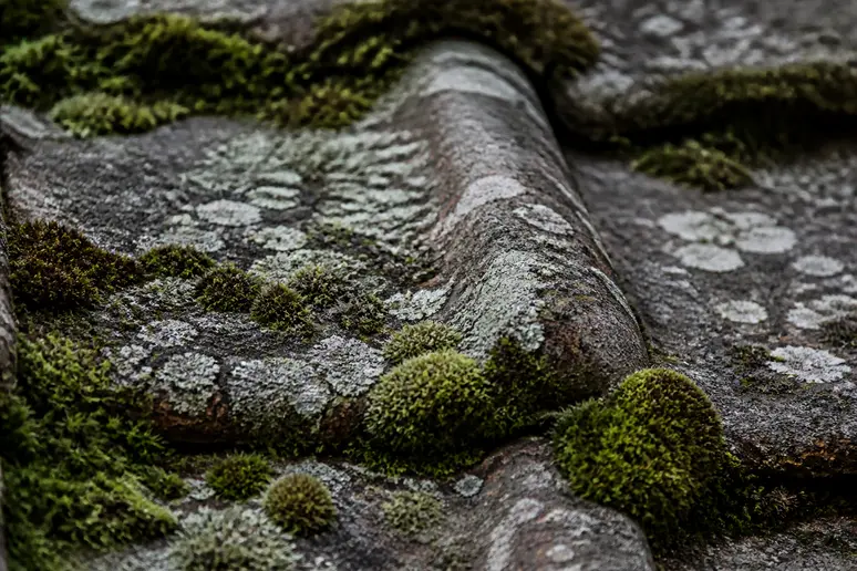 Mousses et lichens sur des tuiles, exemple d'encrassement pour nettoyage toiture par drone prix.